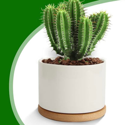 Pet Memorial Succulent Pot