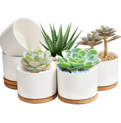 Pet Memorial Succulent Pot